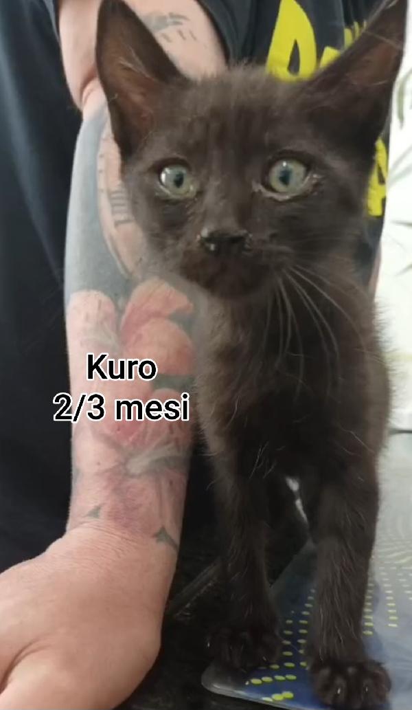GATTINI ESCLUSI E SOLI  Foto 6