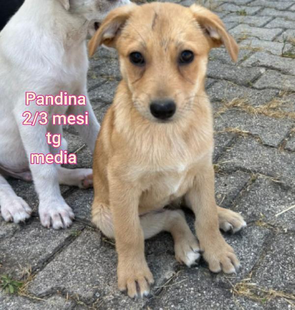 Stupendi Cuccioli In Adozione 