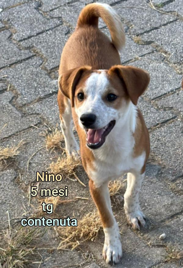 Stupendi cuccioli in adozione  Foto 2