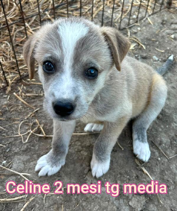 Stupendi cuccioli in adozione  Foto 4