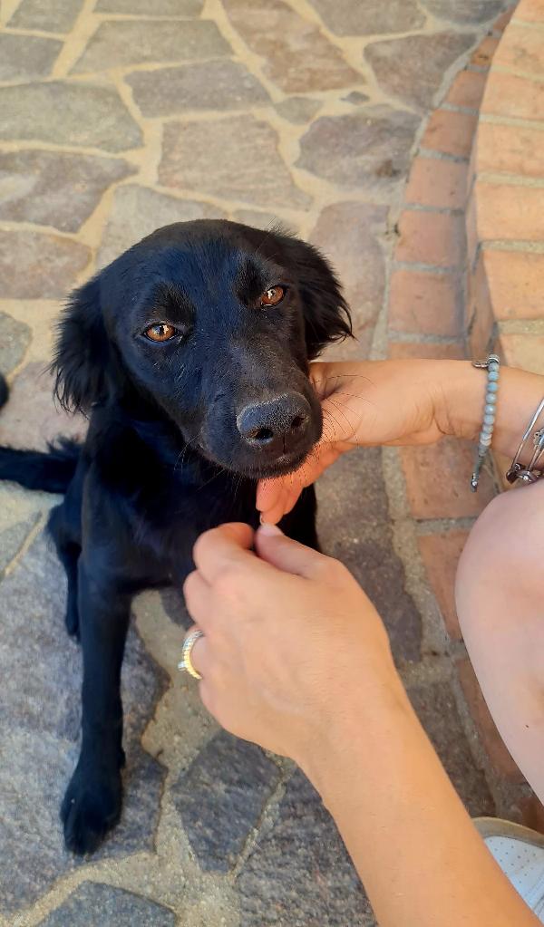 Lola Splendida Dolce Cucciola Nera Cerca Casa 
