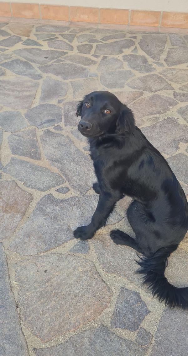 Lola splendida dolce cucciola nera cerca casa  Foto 2