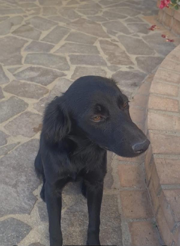 Lola splendida dolce cucciola nera cerca casa  Foto 3