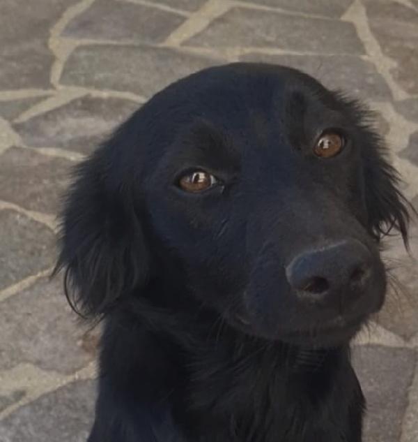 Lola splendida dolce cucciola nera cerca casa  Foto 4