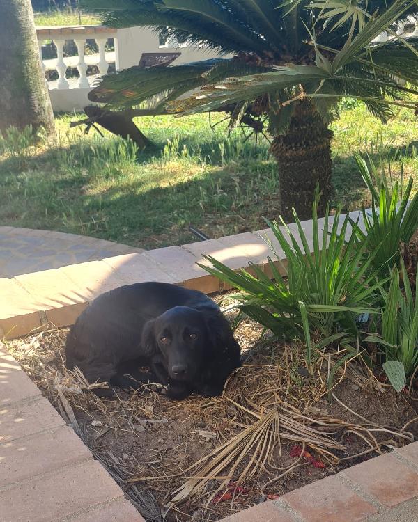 Lola splendida dolce cucciola nera cerca casa  Foto 5