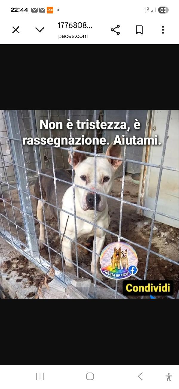 Laija Molossina Da 3Anni Vive Tra Le Sue Feci!! Salerno Urgente Aiuto