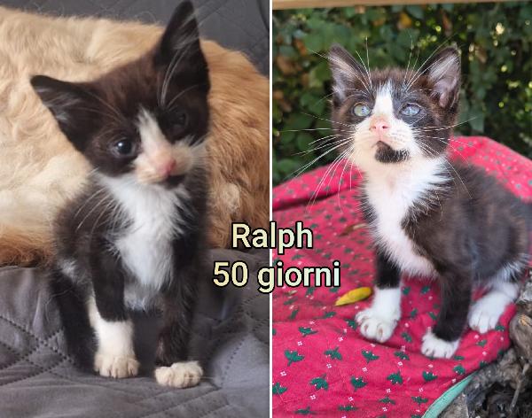 Troppi gattini senza casa Foto 3