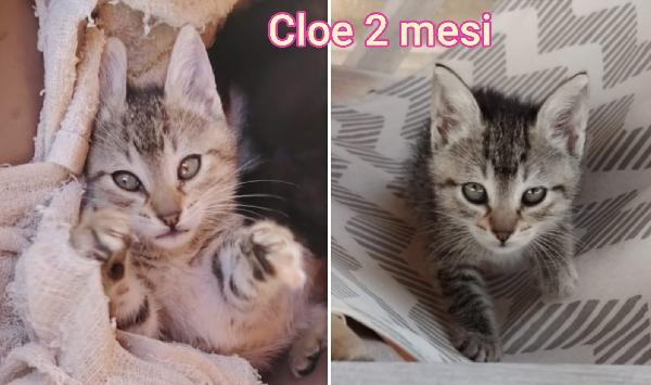 Troppi gattini senza casa Foto 4