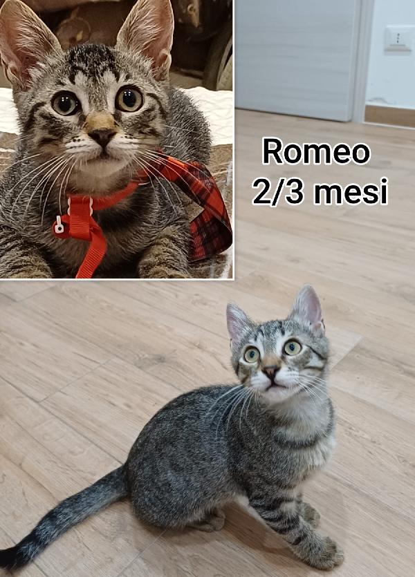 Troppi gattini senza casa Foto 7