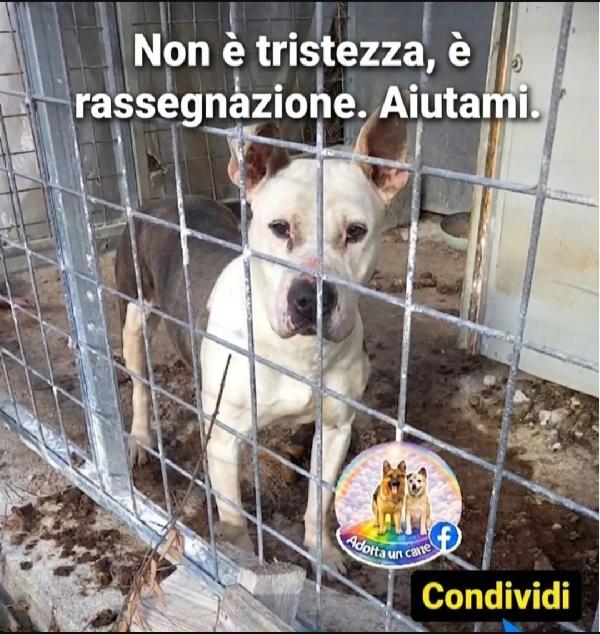 Laija Molossina Da 3Anni Vive Tra Le Sue Feci!! Salerno Urgente Aiuto