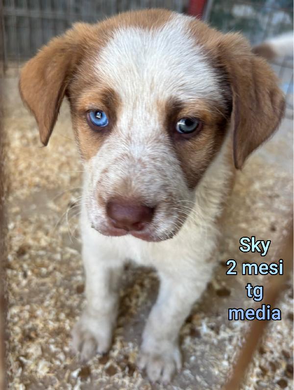 Adozioni Per Questi Cuccioli 