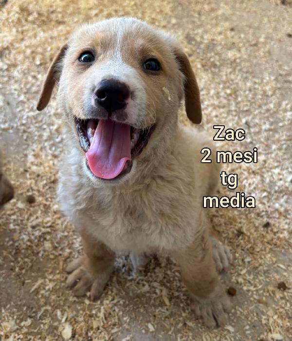 Adozioni per questi cuccioli  Foto 2