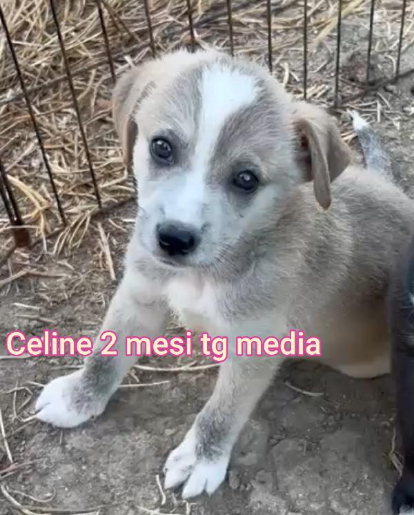 Adozioni per questi cuccioli  Foto 3