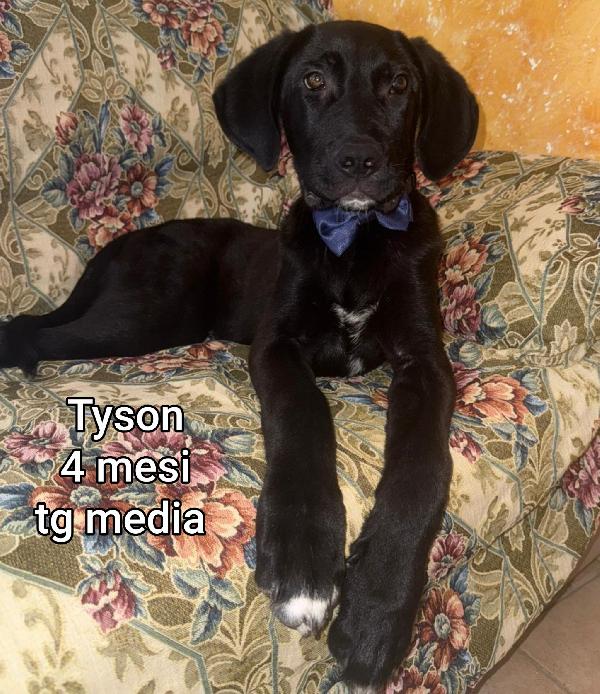 Adozioni per questi cuccioli  Foto 8