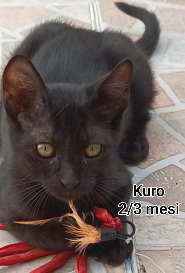 GATTINI, URGENTI ADOZIONI!!! Foto 3