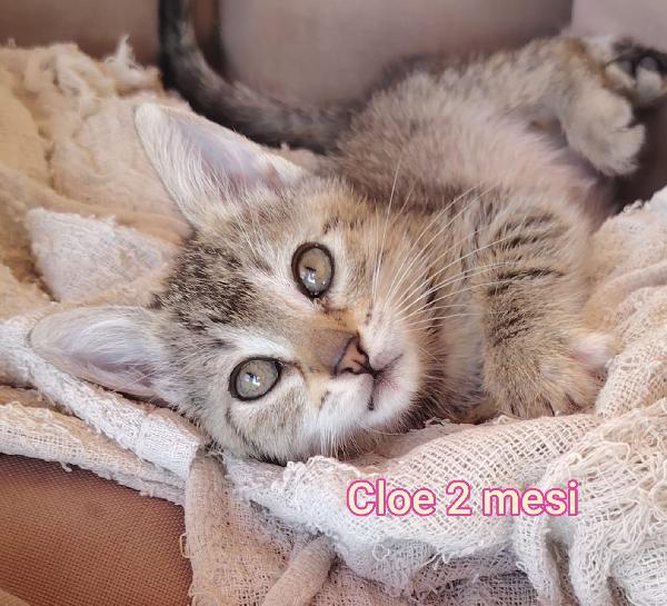 GATTINI, URGENTI ADOZIONI!!! Foto 7