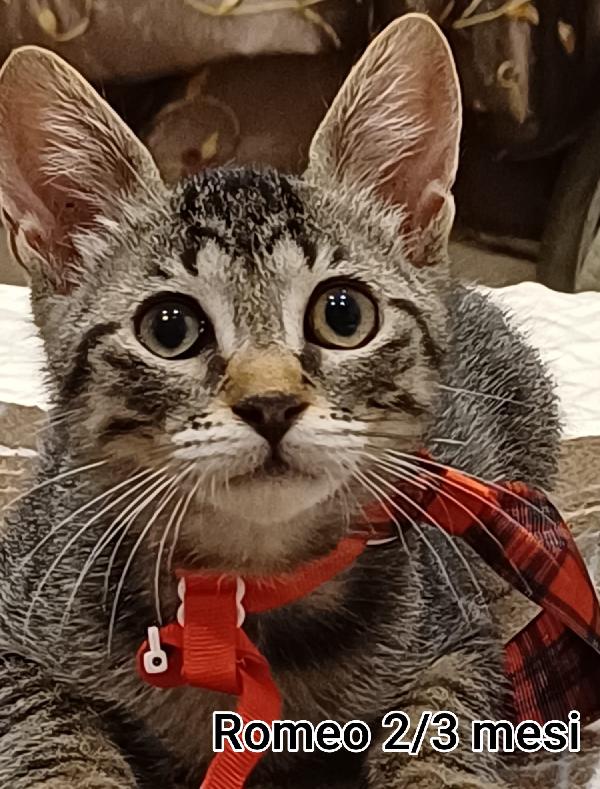 GATTINI, URGENTI ADOZIONI!!! Foto 9