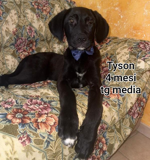 Aiutateci a salvare questi cuccioli  Foto 8