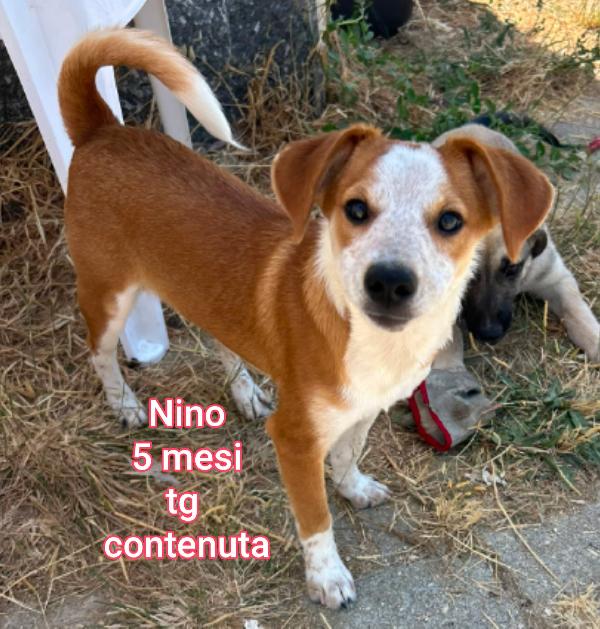 Invisibili Cuccioli! 2 Mesi!