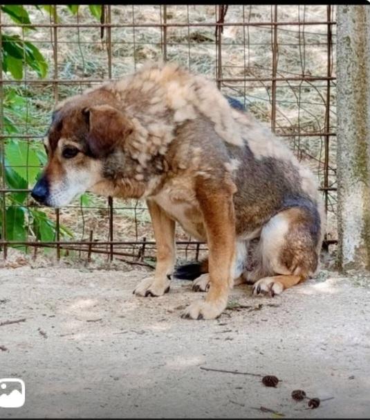 12Anni Kg 12 Entrato Cucciolo In Canile!