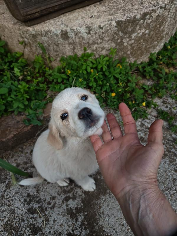 Una Mamma Per Virgola