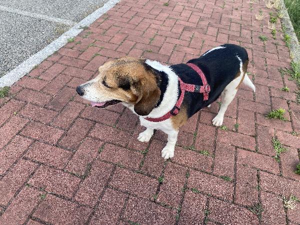 Oscar