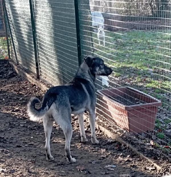 Romeo Cerca Casa