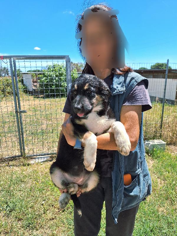 Afrodite Cucciola Mix Pastorina In Adozione 