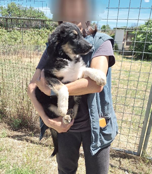 Afrodite cucciola mix pastorina in adozione  Foto 5