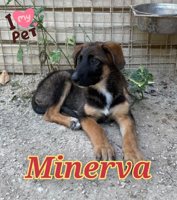 Minerva Cucciola Mix Pastore Tedesco 