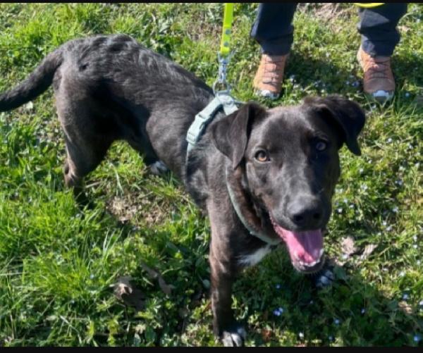 Aky 2anni salvato e salito 15mesi fa a MILANO..NESSUNA CHIAMATA! Foto 2