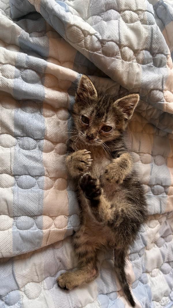 Gattino Foto 2