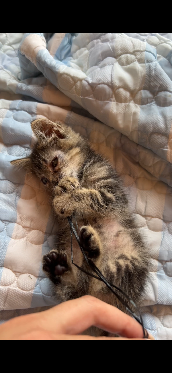 Gattino Foto 4