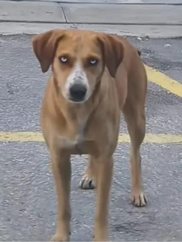 Livia 2Anni Kg15 Occhi Chiari In 1Terra Ostile! Sos Salvezza 