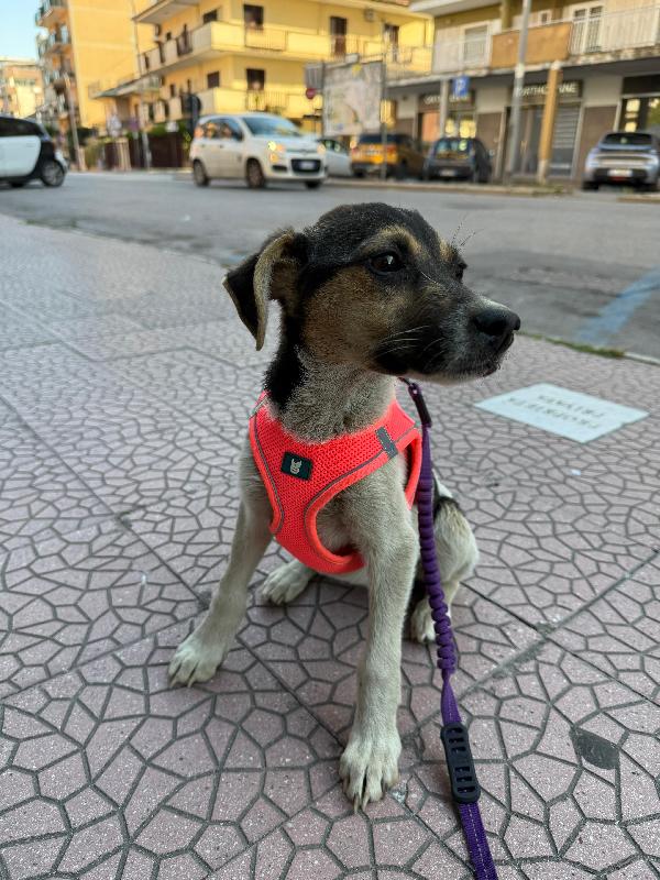 SOPHIE - cucciola di 5 mesi - taglia media Foto 4