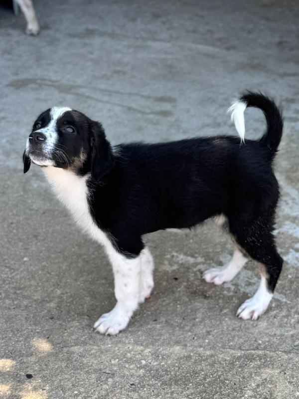 MUSA meravigliosa cucciola  Foto 6