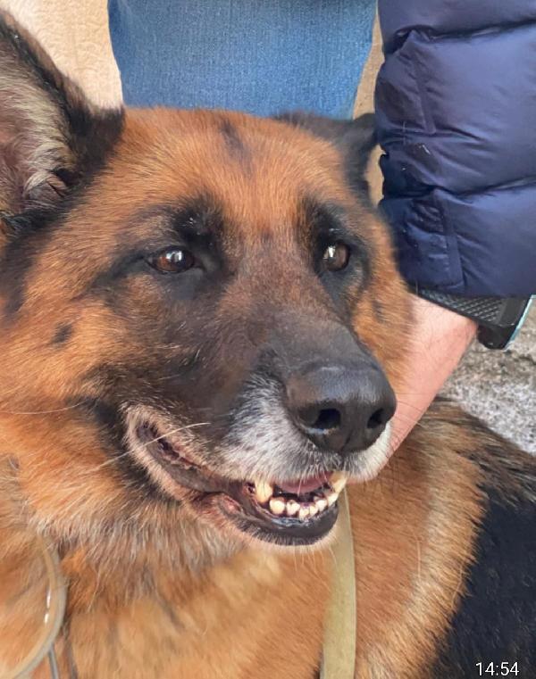 Mia Pastore Tedesco 5anni e 1/2 RIMASTA SOLA! MESSINA Foto 4