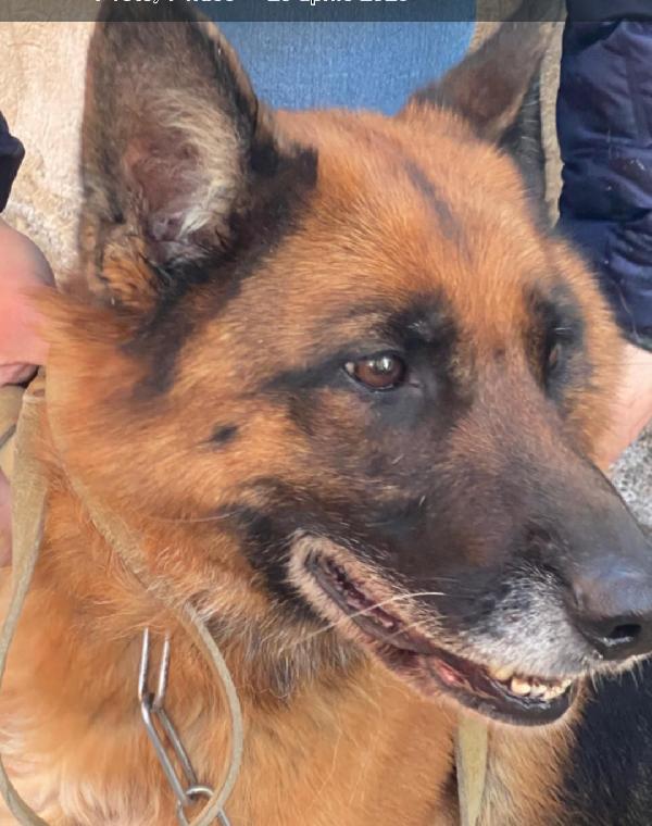Mia Pastore Tedesco 5anni e 1/2 RIMASTA SOLA! MESSINA Foto 5