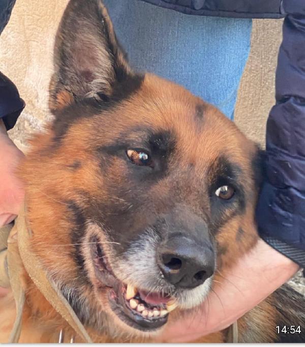 Mia Pastore Tedesco 5anni e 1/2 RIMASTA SOLA! MESSINA Foto 6