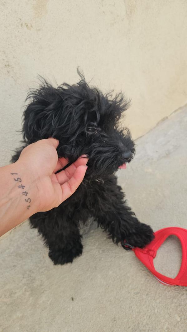 Bibi: Barboncino Toy 5 Mesi Socievole 
