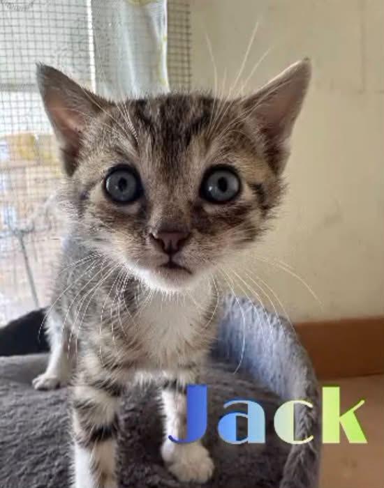 Jack: Maschietto 3 Mesi 