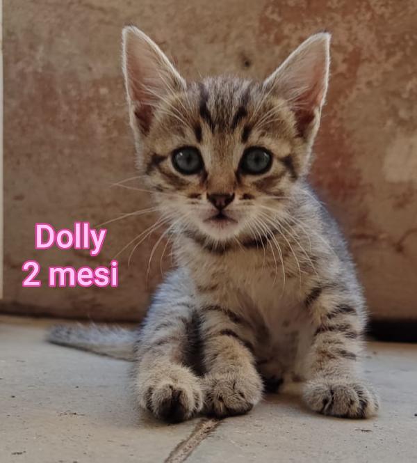 STUPENDI MICINI! Foto 2