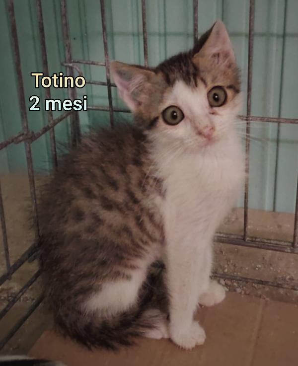 STUPENDI MICINI! Foto 9