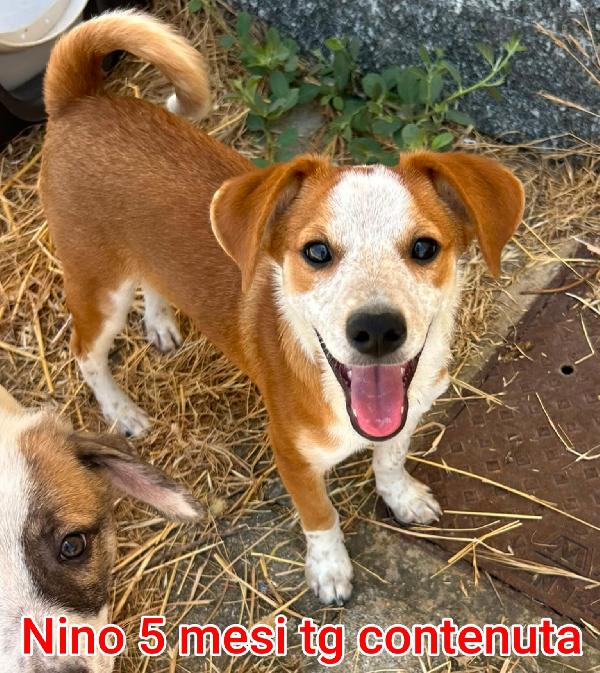 Cuccioli destinati a restare soli  Foto 6