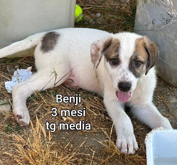 Cuccioli destinati a restare soli  Foto 7