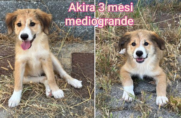 Troppi cuccioli cercano famiglia  Foto 9