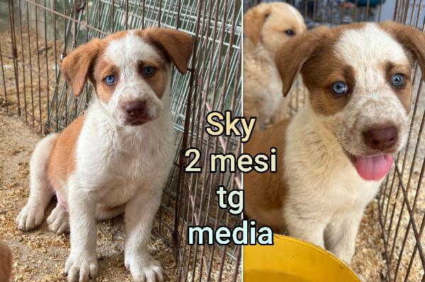 Troppi micetti senz' amore Foto 2