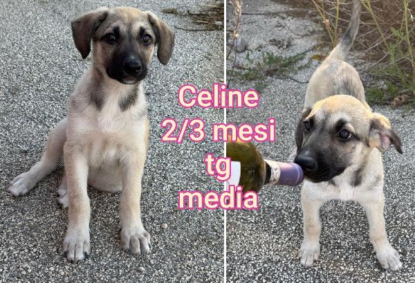 Troppi micetti senz' amore Foto 6