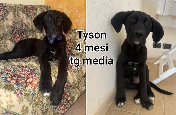 Troppi micetti senz' amore Foto 9