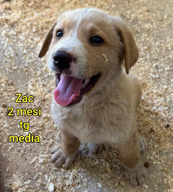 SALVA UN CUCCIOLO! Foto 2